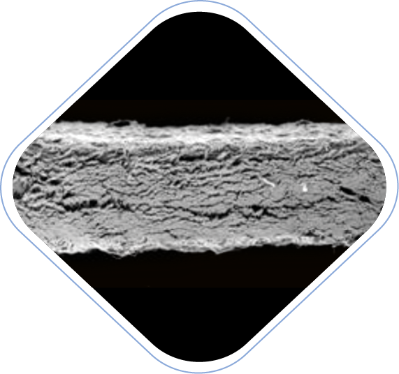 La rete fibrosa_BIOBank Cover